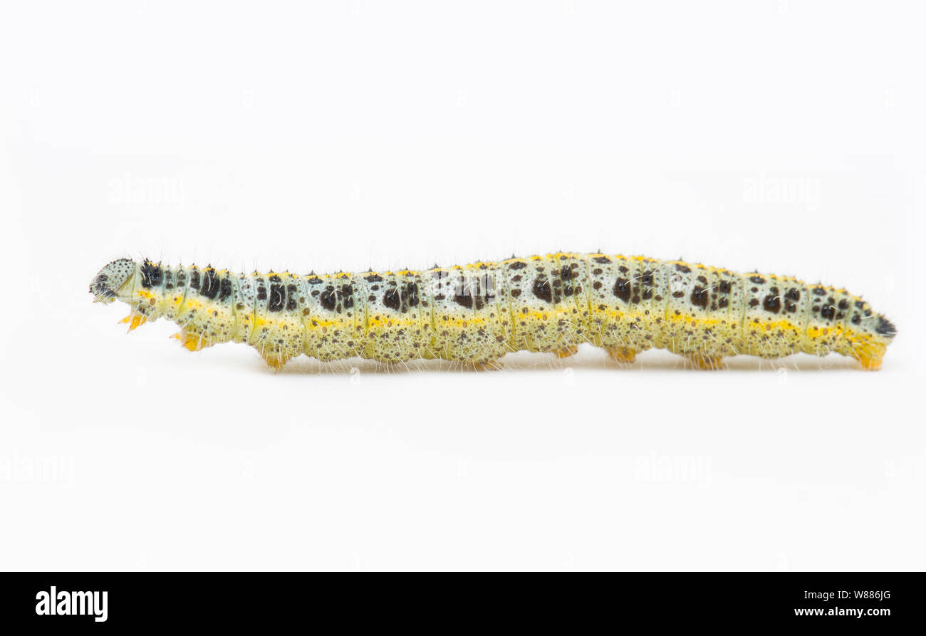 Un grand papillon blanc caterpillar, Pieris brassicae, trouvés se nourrissant de feuilles de raifort sauvage, Armoracia rusticana, poussant sur les rives de la Sor Banque D'Images