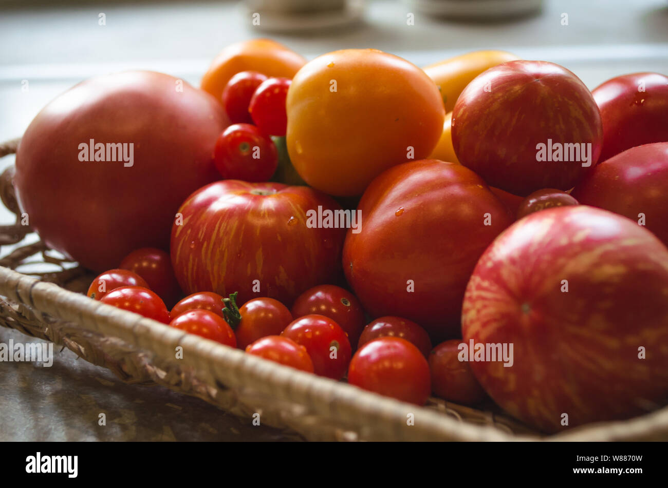 Close up of fraîchement cueilli du jardin de tomates. Différents types de tomates sur une plaque - tomates cerise, rouge, orange les tomates. Banque D'Images