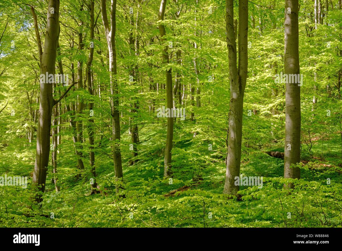 Forêt de hêtres, des hêtres (Fagus sylvatica), forêt littorale de Mons Klint, Mon île, Danemark Banque D'Images