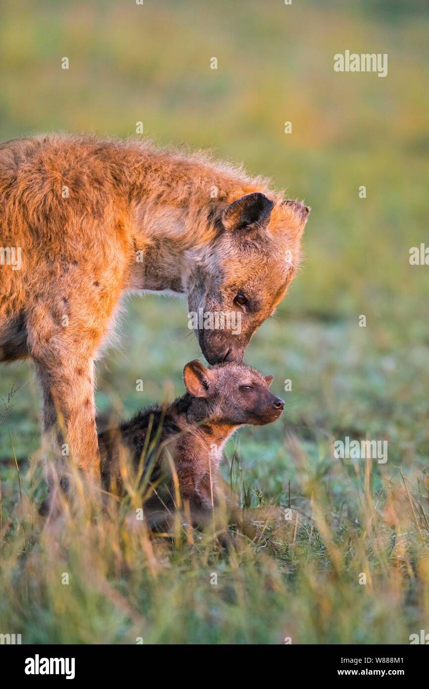 L'Hyène tachetée (Crocuta crocuta) mère animal avec cub, Masai Mara National Reserve, Kenya Banque D'Images