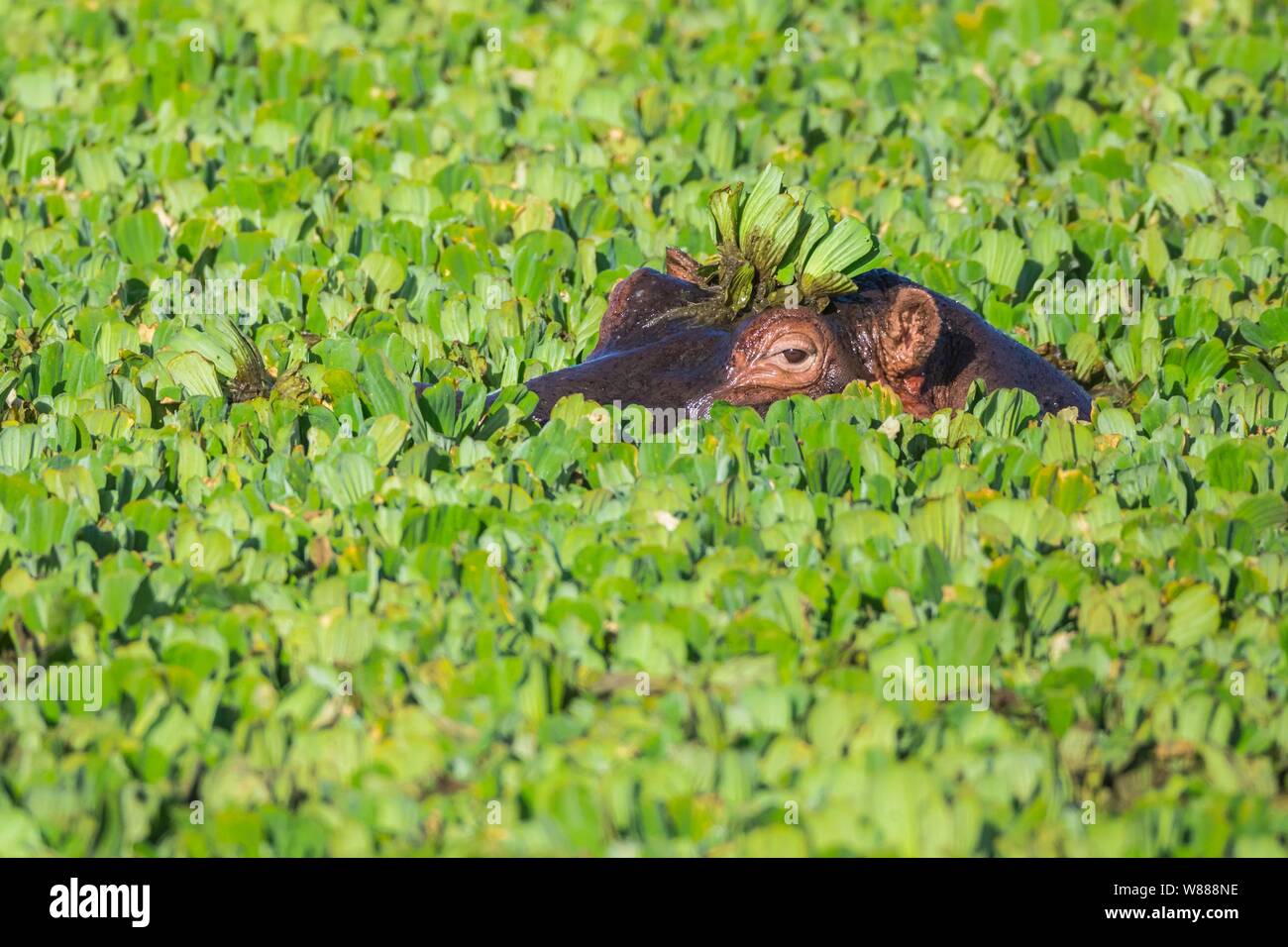 Hippopotame (Hippopotamus amphibius) dans un étang recouvert d'eau, laitue, Masai Mara National Reserve, Kenya Banque D'Images