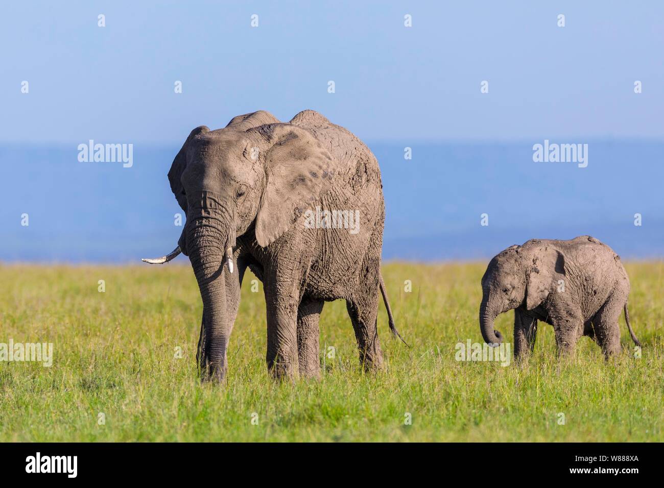 Les éléphants d'Afrique (Loxodonta africana), avec de jeunes adultes marche dans la savane, Masai Mara National Reserve, Kenya Banque D'Images