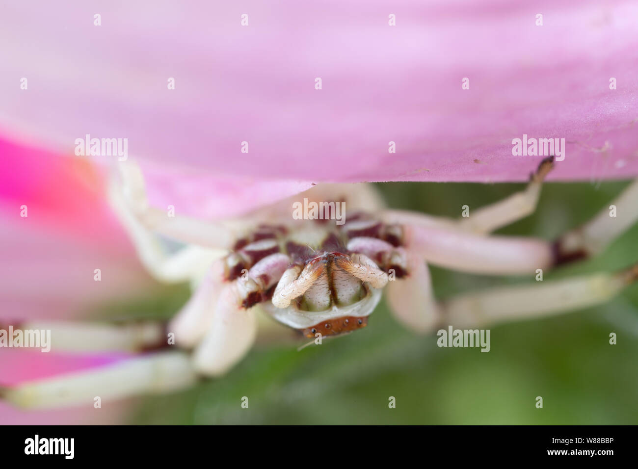 Voir les crocs sur un crabe araignée se cachant sous un pétale de fleur Banque D'Images