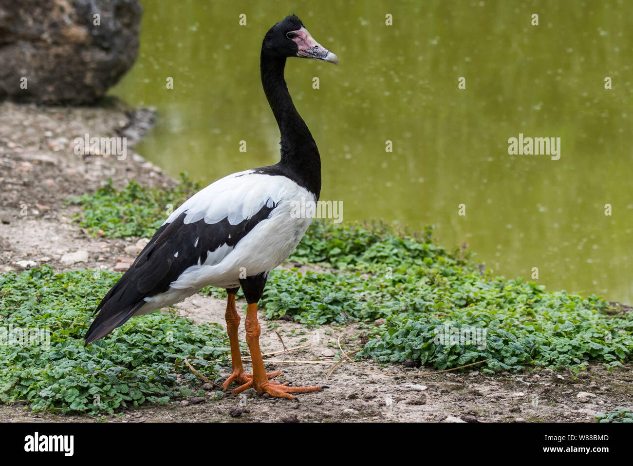 (Anseranas semipalmata goose Magpie) originaire du nord de l'Australie et du sud de la Nouvelle-Guinée Banque D'Images