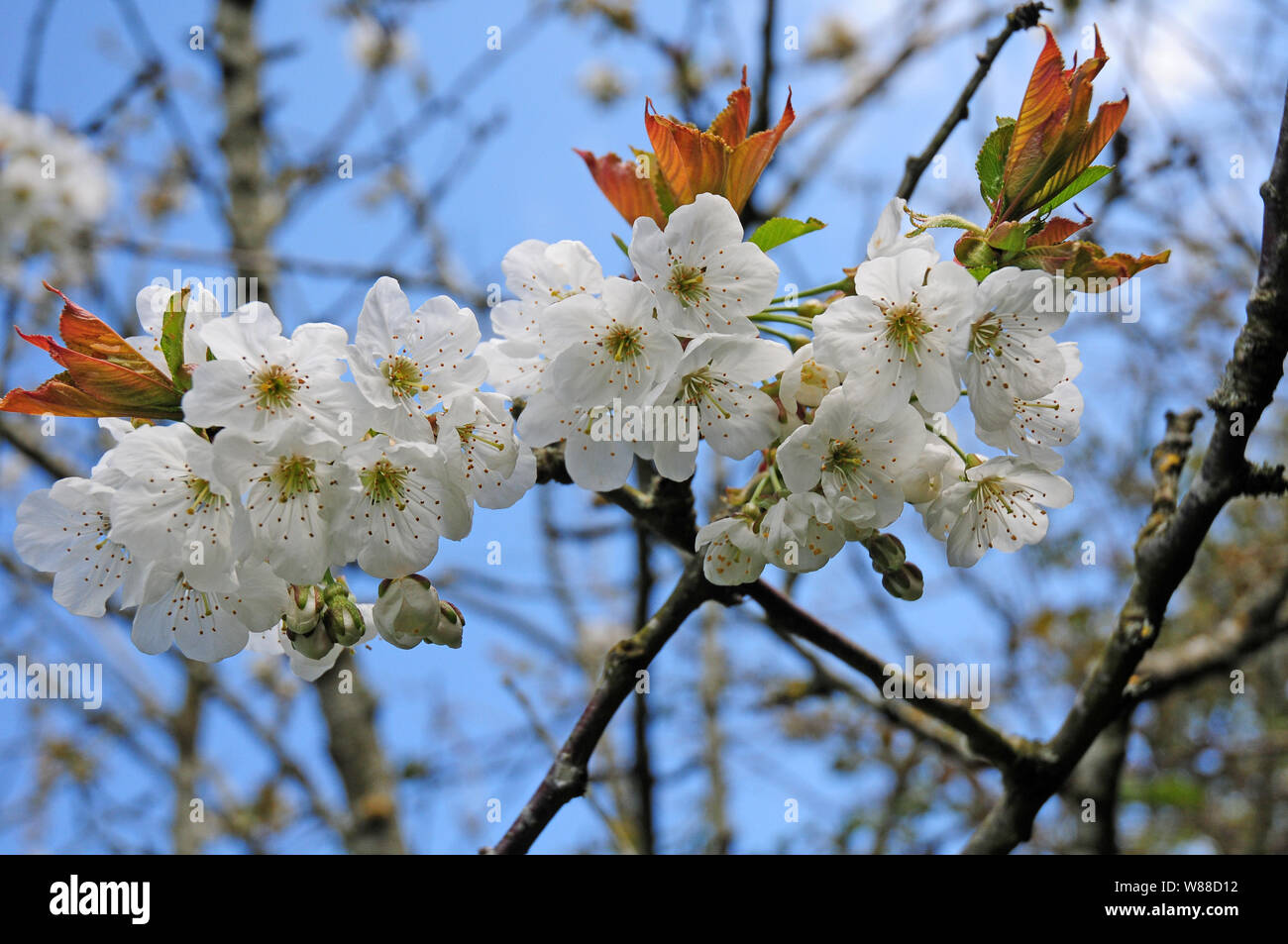 Morella cherry blossom Banque D'Images