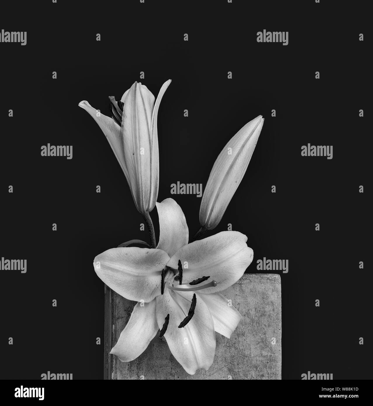 Fleurs de lys blanc et bud vintage,macro monochrome sur un cube de béton avec des gouttelettes d'eau,texture détaillées sur fond noir,style de peinture Banque D'Images
