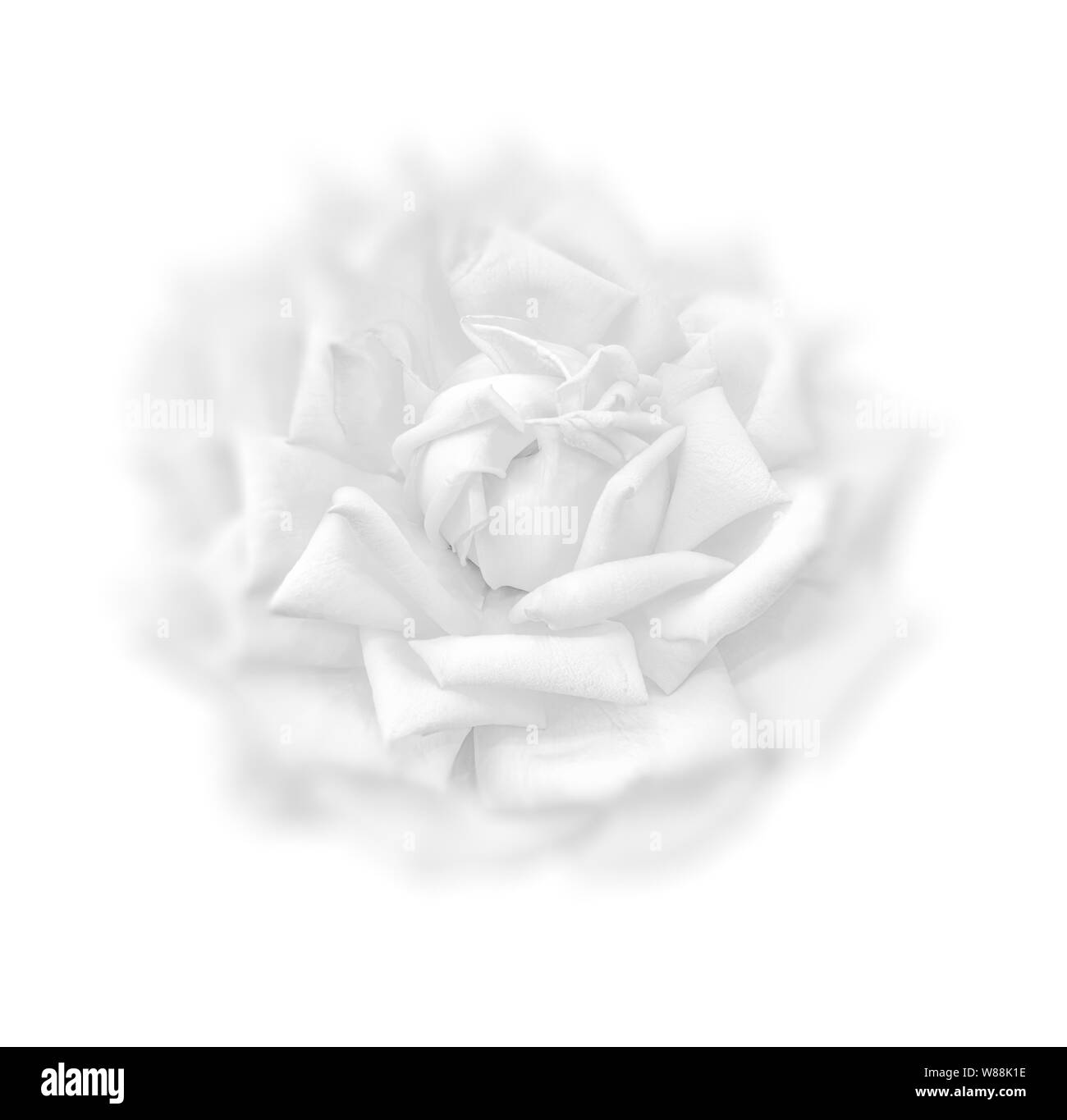 Filigrane monochrome isolé comme high key macro fleur rose, fond blanc, une fine art lumineux still life close-up d'une seule fleur Banque D'Images