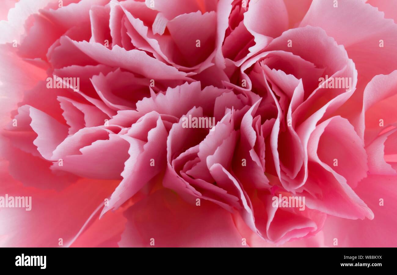 Macro close up oeillet rose Banque D'Images