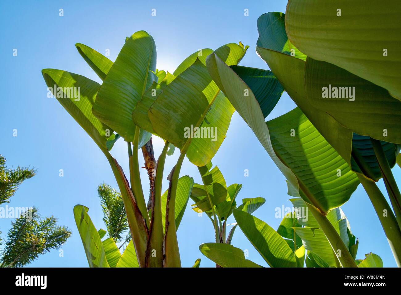 Plantes tropicales contre le ciel bleu rétroéclairé Banque D'Images