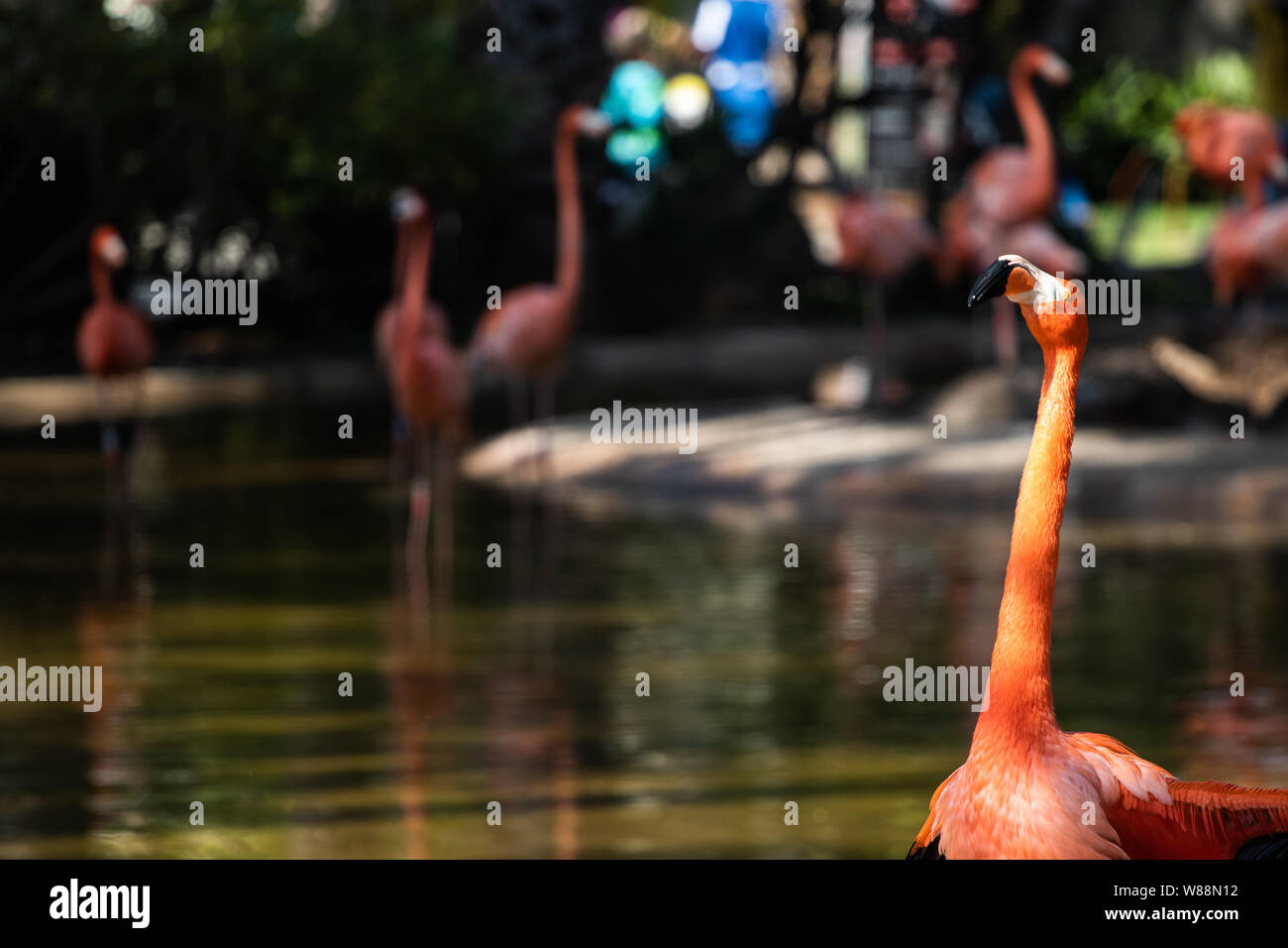 Flamingo Orange oiseaux sur un étang d'eau dans un zoo Banque D'Images