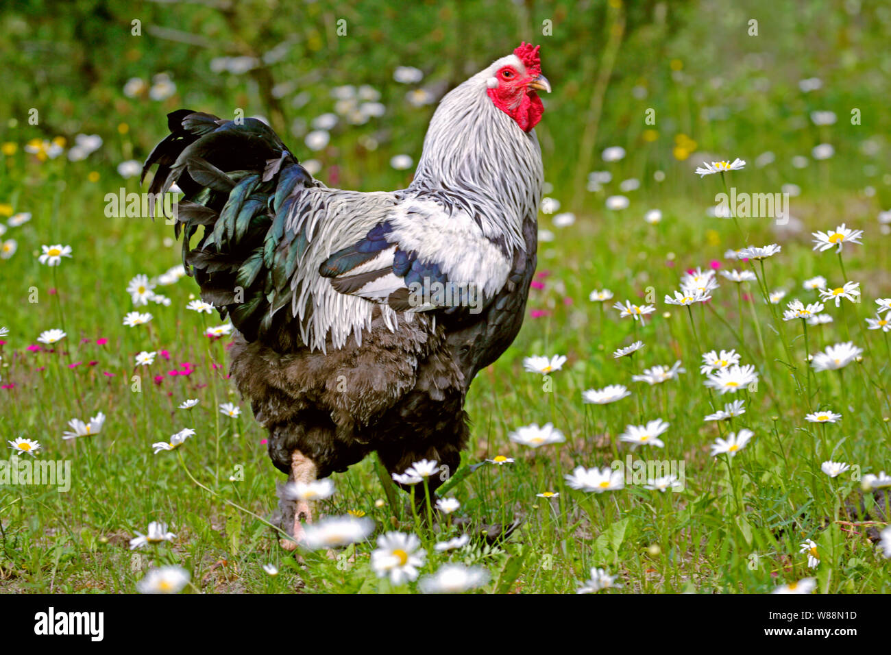 Brahma Coq debout dans une prairie de fleurs. Banque D'Images