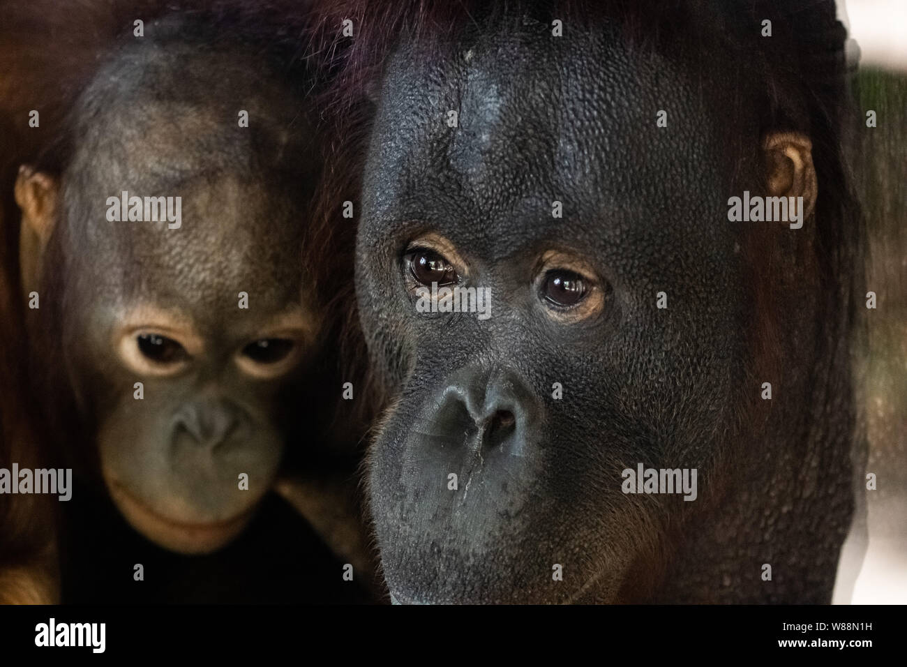 Les jeunes et adultes de l'orang-outan ape clse face portrait Banque D'Images