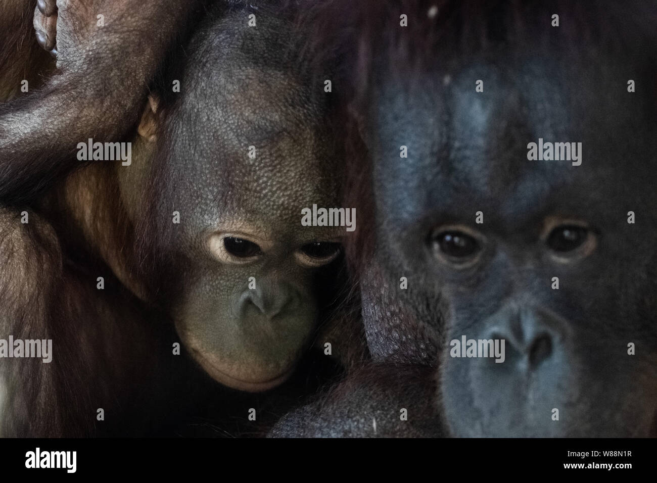 Les jeunes et adultes de l'orang-outan ape clse face portrait Banque D'Images