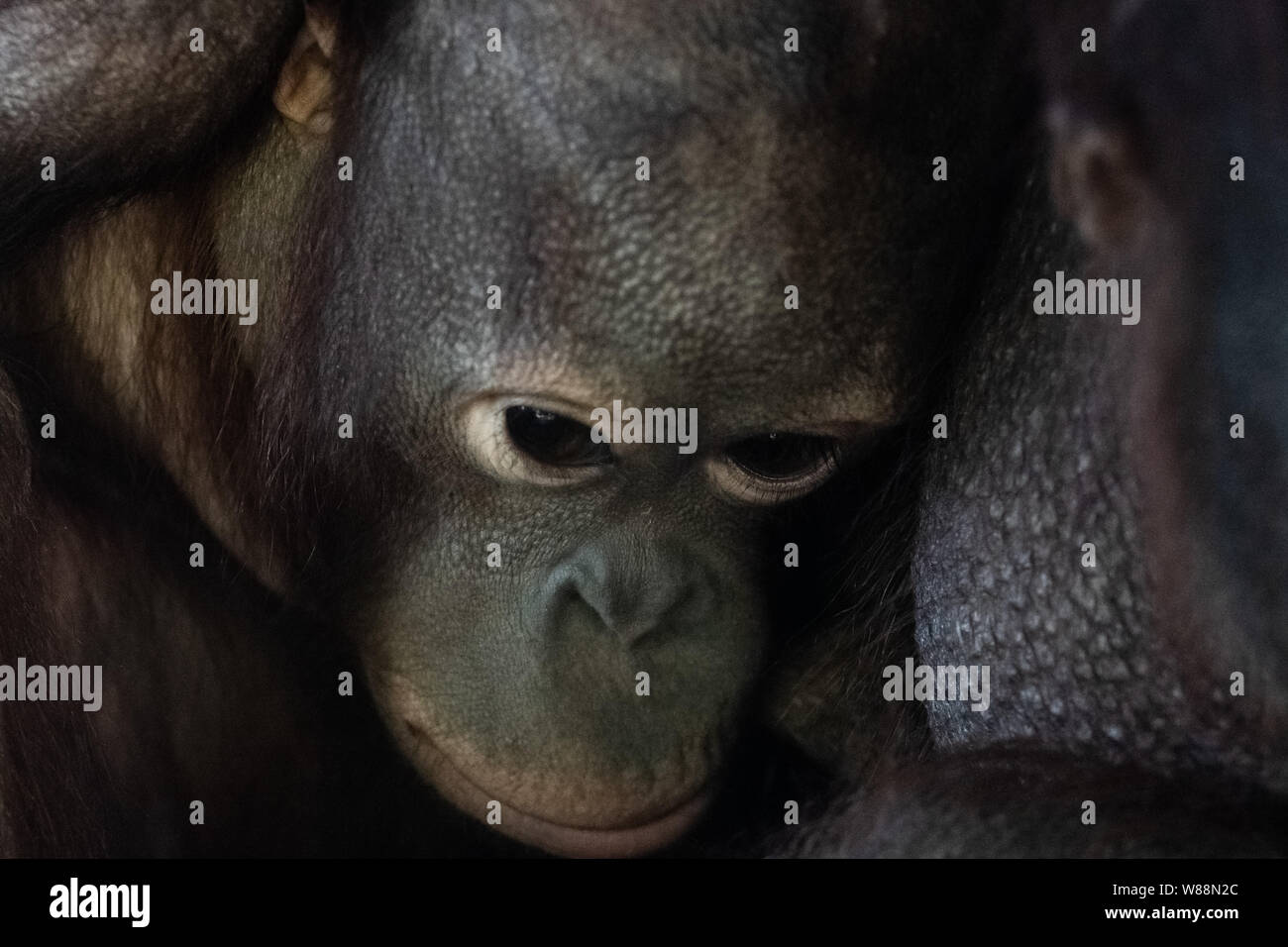 Les jeunes et adultes de l'orang-outan ape clse face portrait Banque D'Images