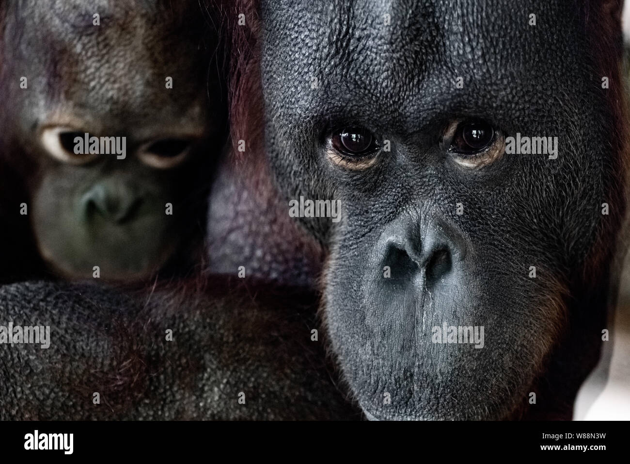 Les jeunes et adultes de l'orang-outan ape clse face portrait Banque D'Images