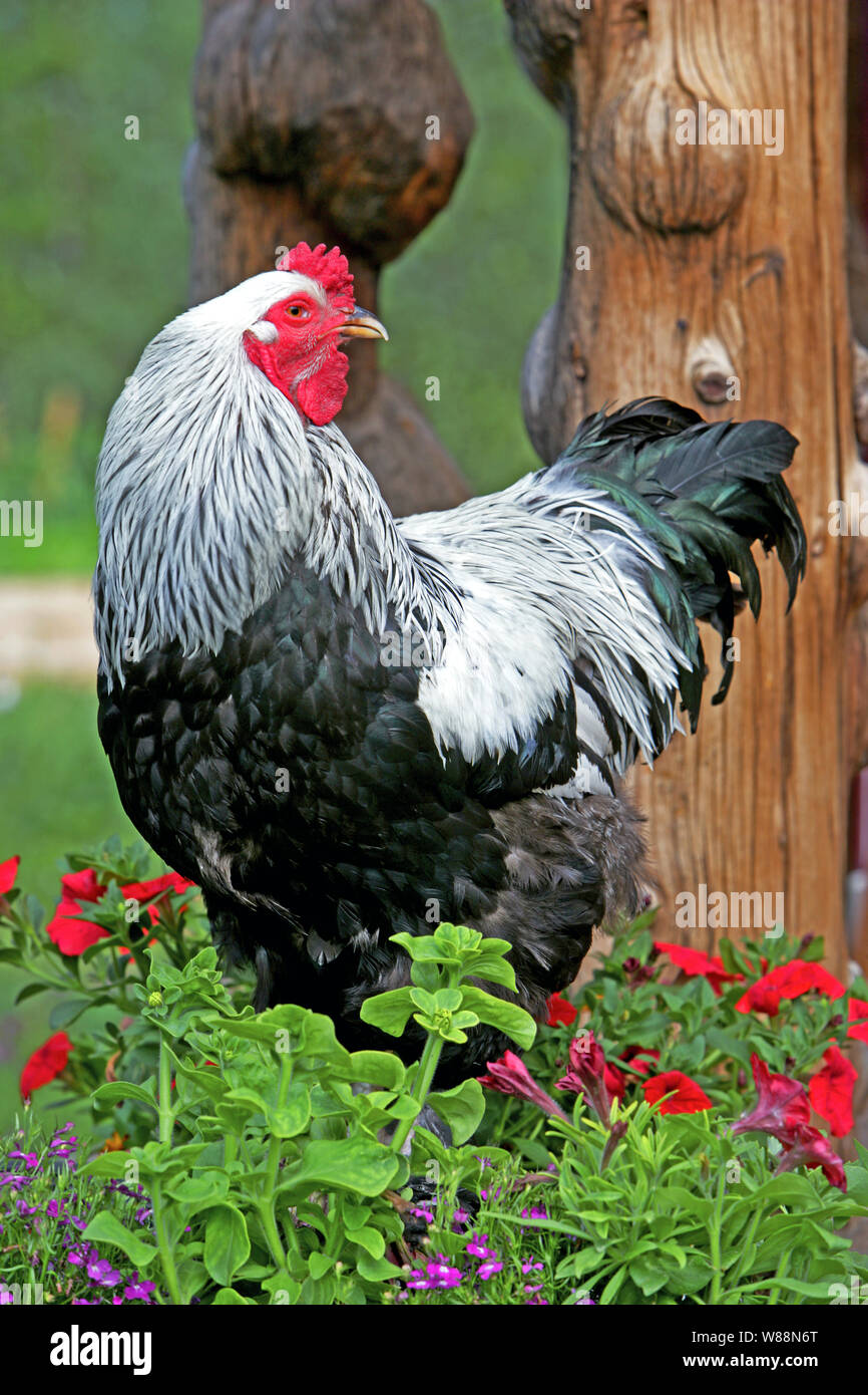 Portrait de Brahma Coq debout dans parterre. Banque D'Images