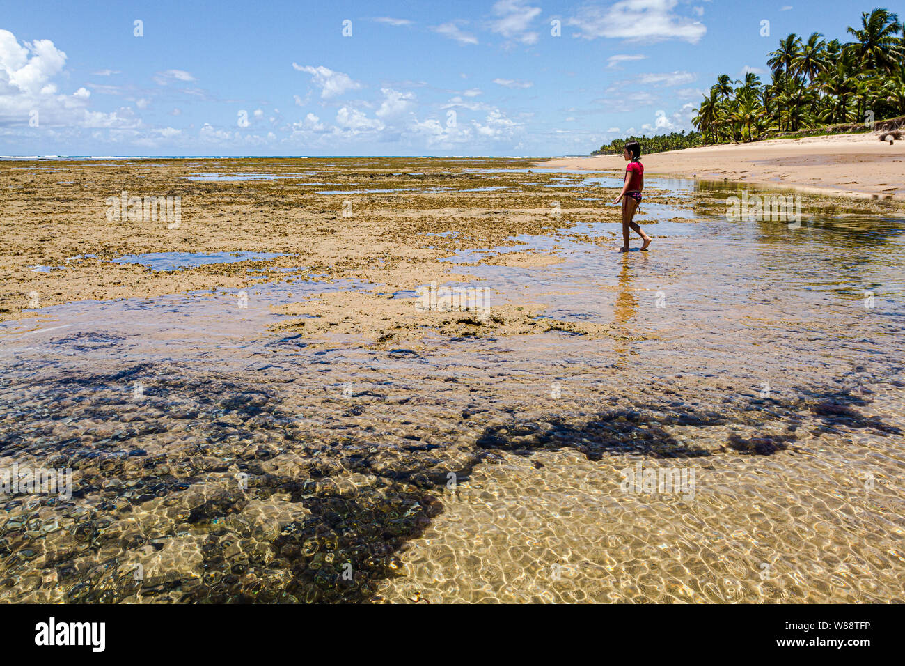 Dans les récifs coralliens Plage Taipu de Fora, à la péninsule de Marau. Le Marau, Bahia, Brésil. Banque D'Images