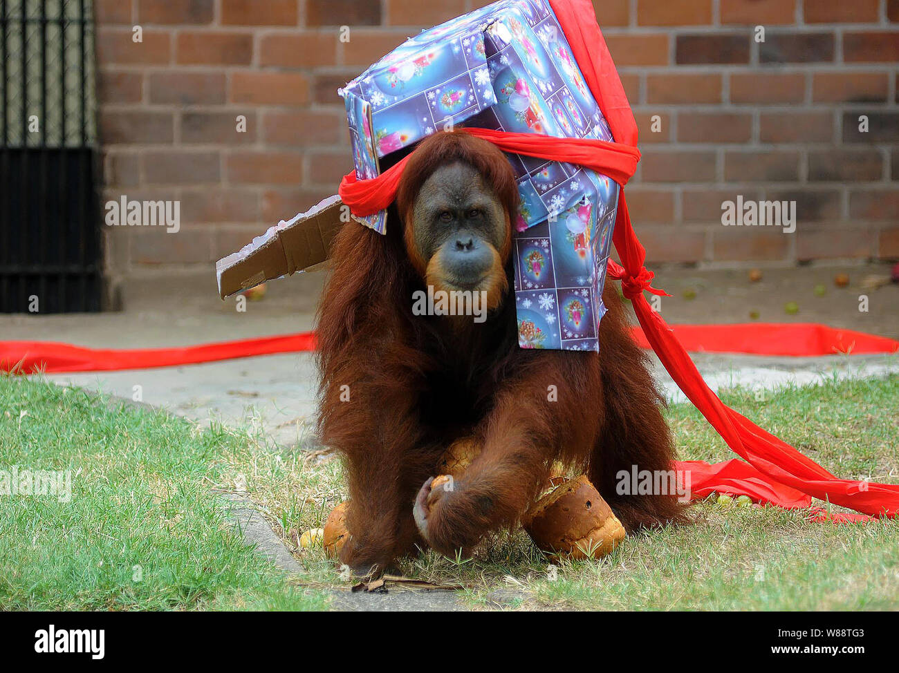 Animaux gagner cadeau de Noël et partie au zoo de la ville de Rio de Janeiro, Brésil Banque D'Images