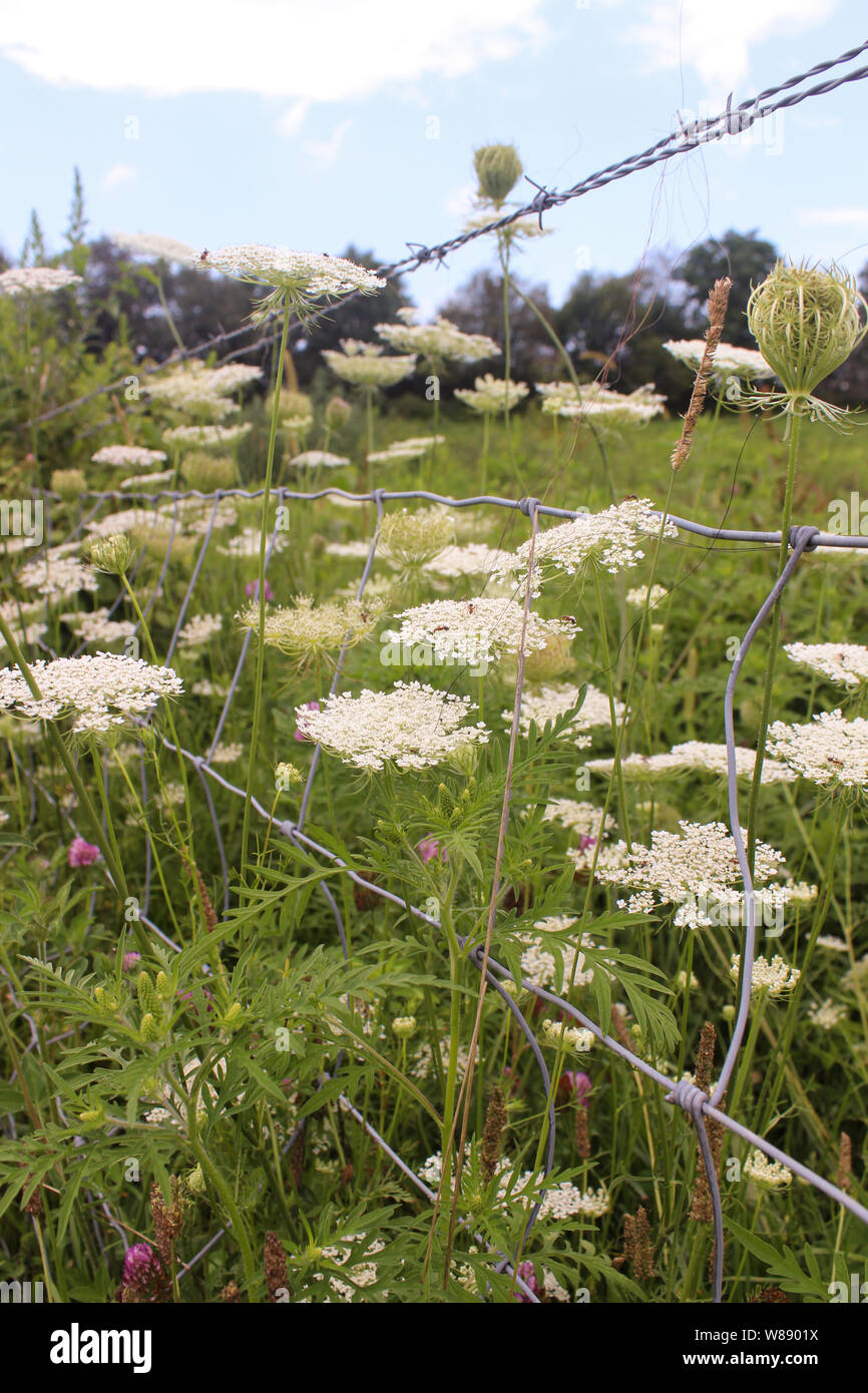 Wild Queen Anne's Lace Growing in Field Banque D'Images