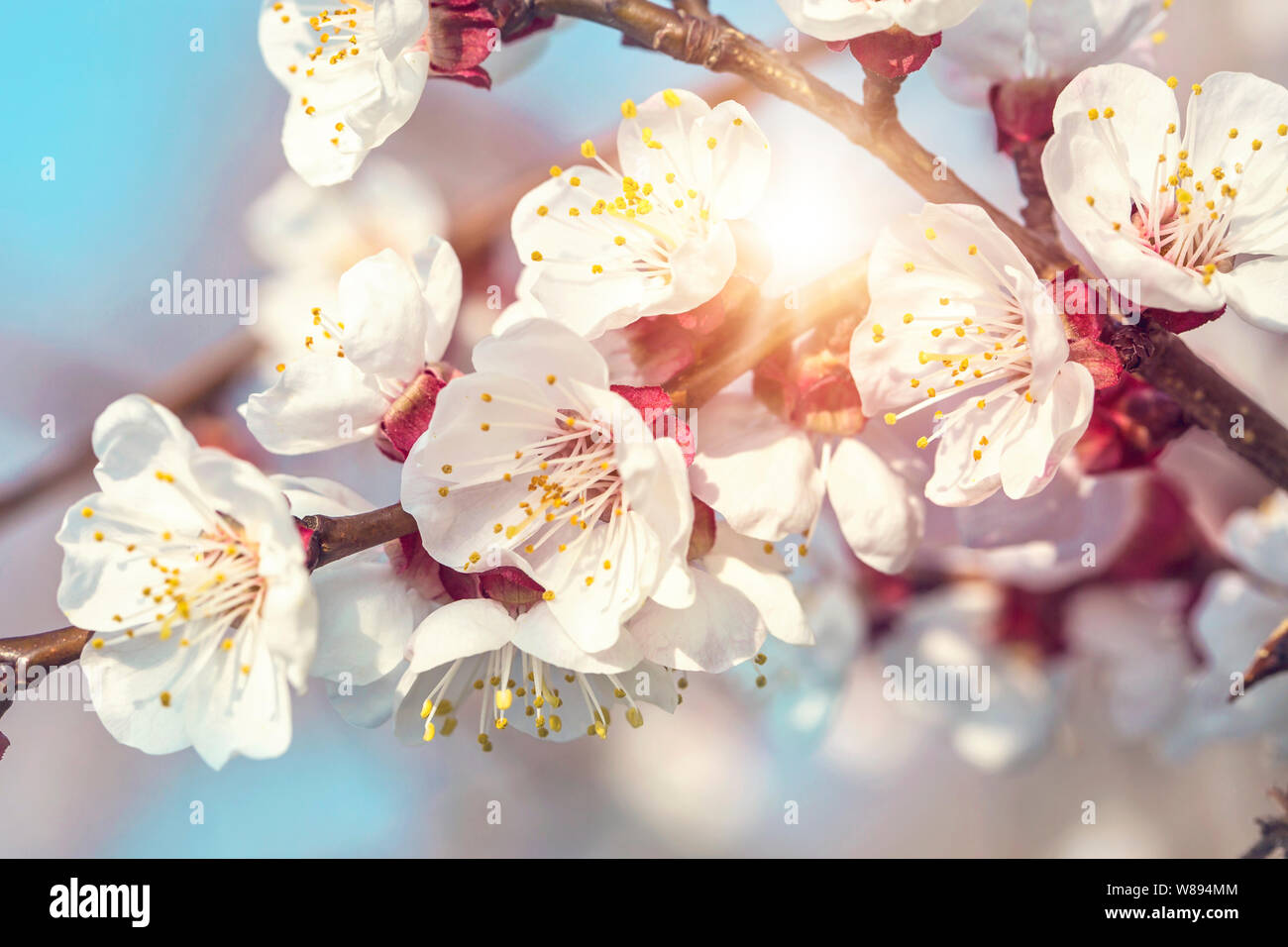 L'abricotier en fleurs au printemps Banque D'Images