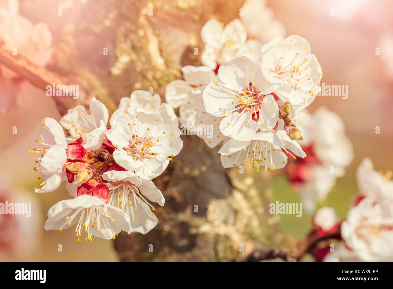 L'abricotier en fleurs au printemps Banque D'Images