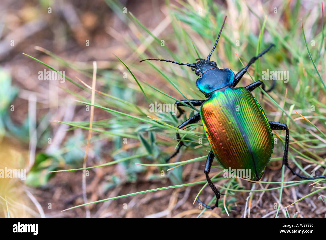 Galosoma rares sycophanta bettle dans grass close up Banque D'Images