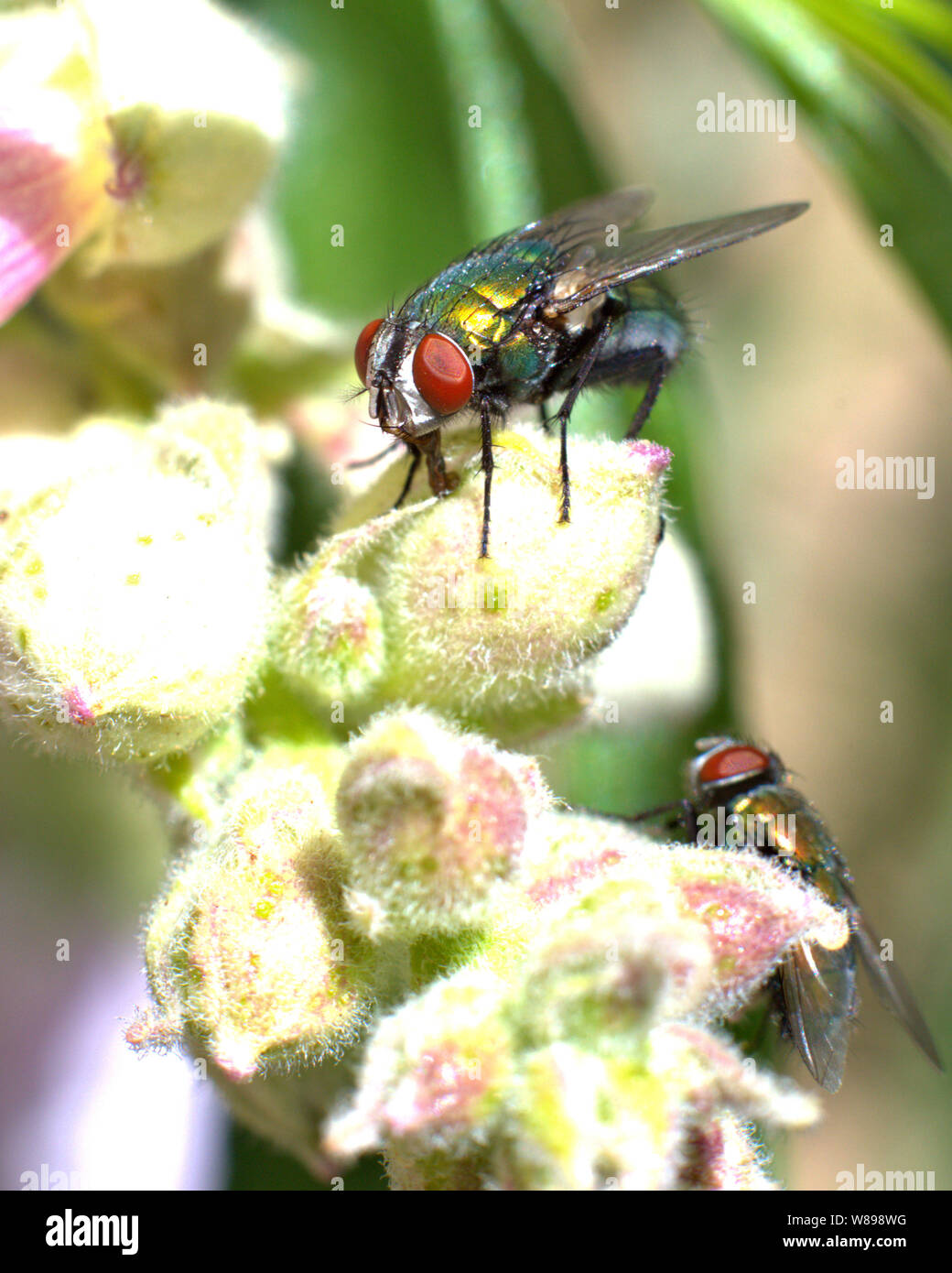 Fly perché au sommet d'une fleur. Banque D'Images