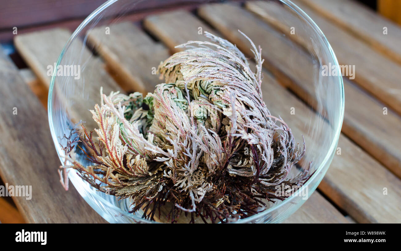 vraie-rose-de-jericho-banque-de-photographies-et-d-images-haute