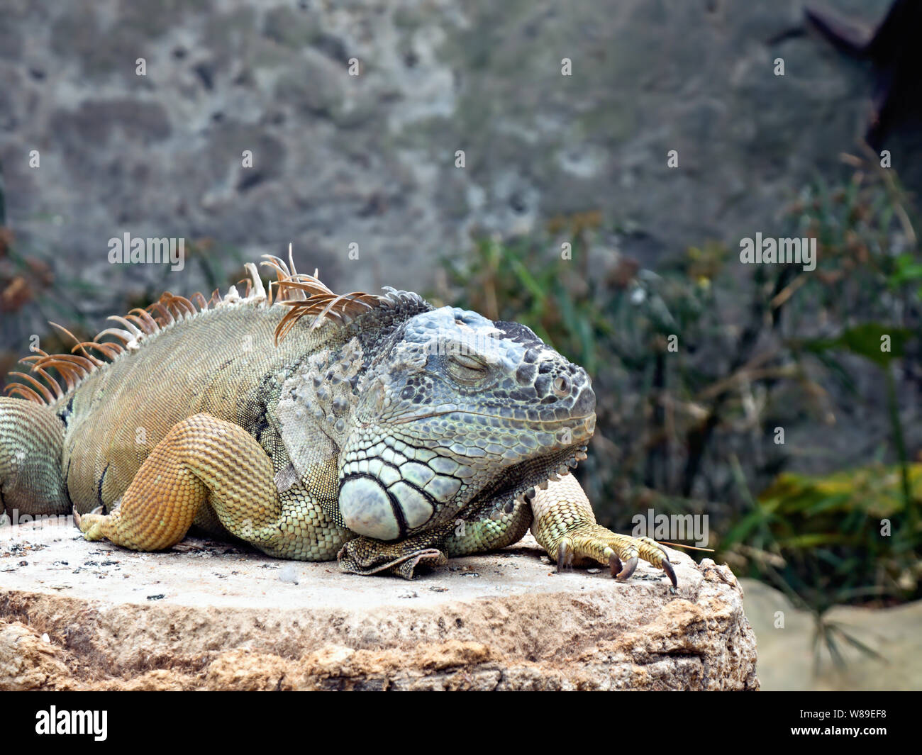 Un grand iguane adulte avec différentes nuances de vert et bleu ainsi qu'un peu de jaune se trouve sur un rocher, la jambe droite derrière la crête, sur la Banque D'Images