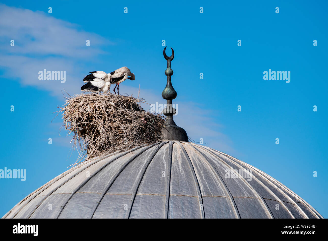 Une cigogne avec ses oursons et le nid sur le dôme d'une mosquée dans la ville d'Igdir, capitale de province Igdır dans l'Est de la Turquie l'Anatolie Banque D'Images