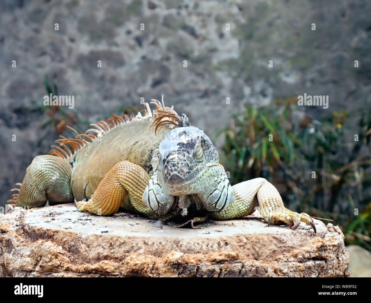 Un grand iguane adulte avec différentes nuances de vert et bleu ainsi qu'un peu de jaune se trouve sur un rocher, la jambe droite derrière la crête, sur la Banque D'Images