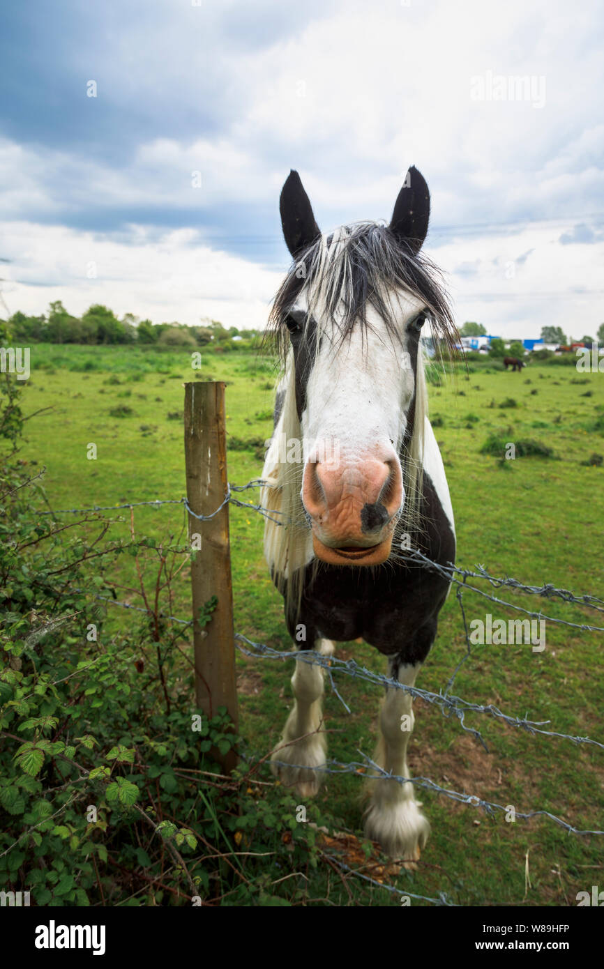 Le noir et blanc clydesdale cheval lourd debout dans un champ à plus d'une clôture en fil barbelé, terres agricoles de la vallée d'essai, Nursling, Redbridge, Southampton Banque D'Images
