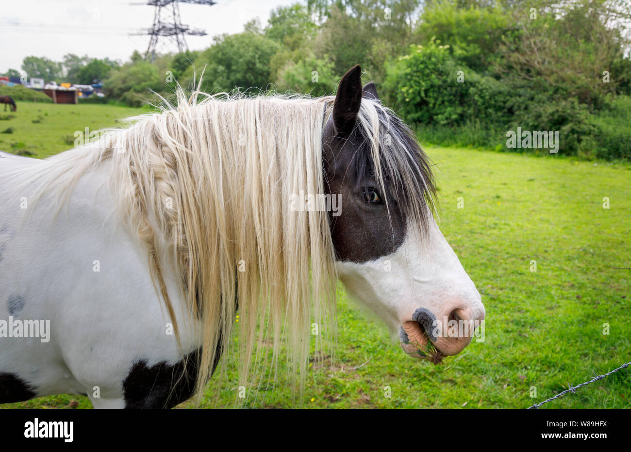 Le noir et blanc clydesdale cheval lourd avec une longue crinière debout dans un champ en terres agricoles dans la vallée de test, Nursling, Redbridge Southampton, Hampshire Banque D'Images