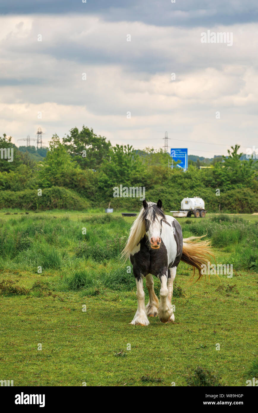 Le noir et blanc clydesdale cheval lourd marcher dans un champ remuant sa queue en Vallée d'essai, Nursling, Redbridge près de Southampton, Hampshire Banque D'Images