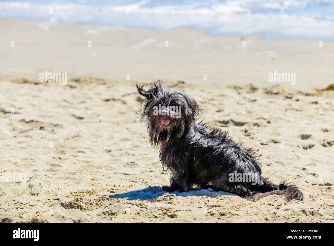 Le Vilain Ninja profitant de sa journée sur la plage, jouer dans le sable et la baignade dans la mer. Sauvetage mutt sur beach. dog friendly Banque D'Images