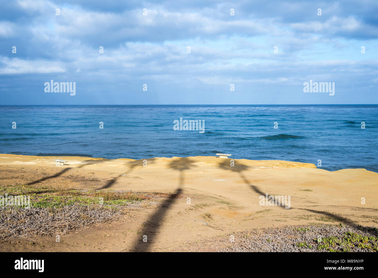 Palmiers casting shadows sur la falaise à Luscomb Point. Sunset Cliffs Natural Park, San Diego, Californie, USA. Banque D'Images