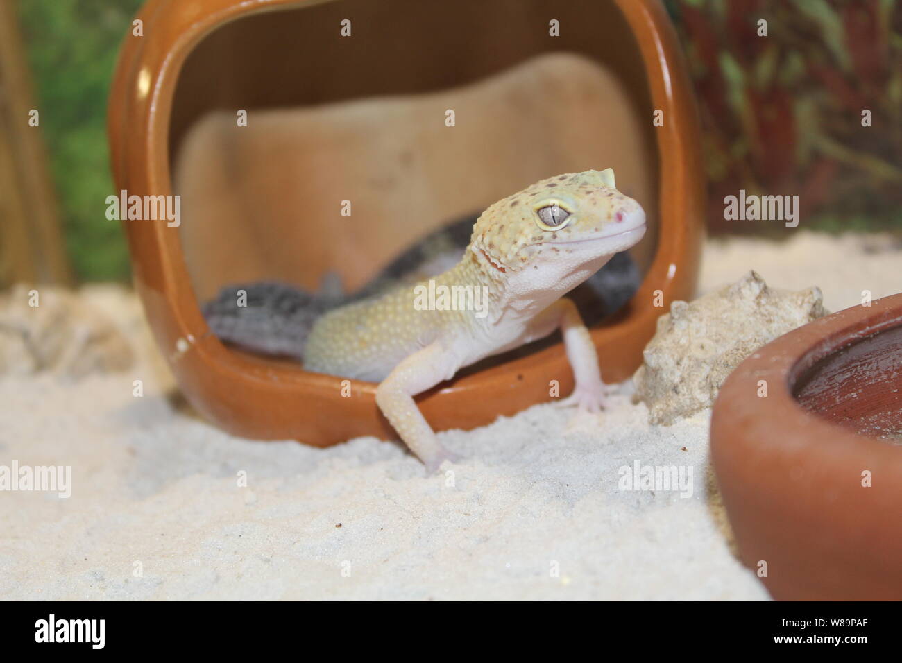 Une douce petite Eublepharis macularius, lézard gecko léopard Banque D'Images