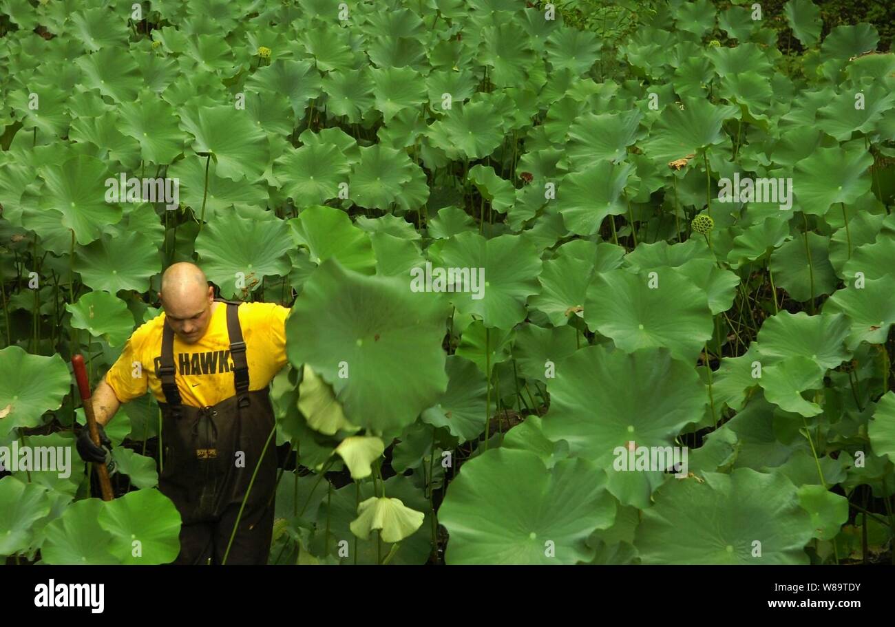 La Marine américaine Maître de 1re classe Tim Darnell filtre la nénuphar dans la zone humide artificielle artificielles au Veterans Memorial et Nature Centre à Covington, Tennessee, le 18 août, 2006. Darnell a été sélectionné pour la promotion de premier maître. Le Premier maître de la Marine américaine est bénévole de l'Association oeuvre chaque année pour maintenir le parc pendant sept ans. Banque D'Images