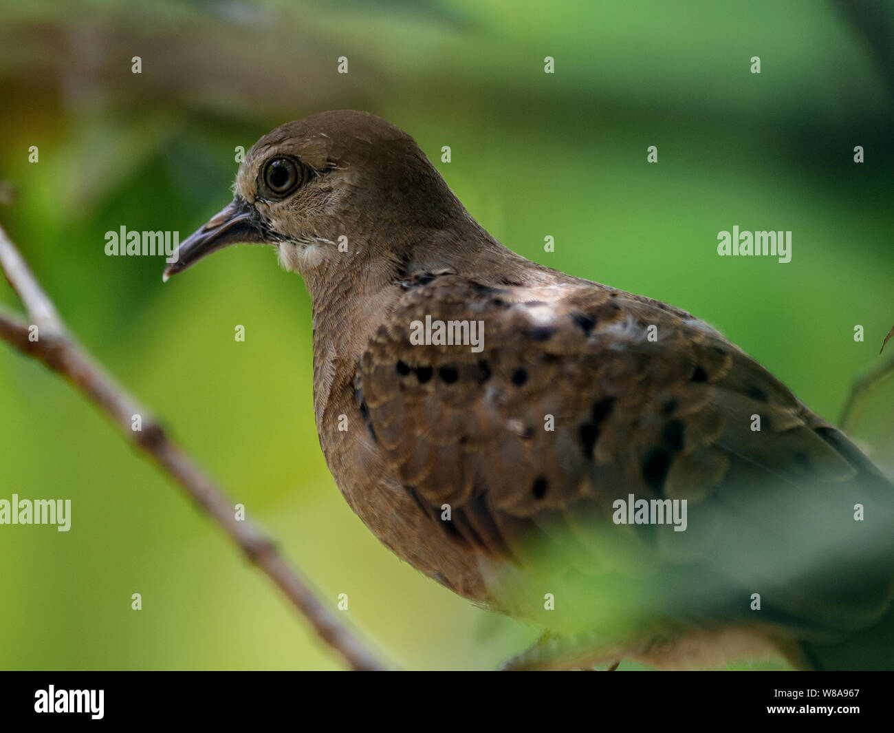 Close-up d'une colombe sur un jardin Banque D'Images