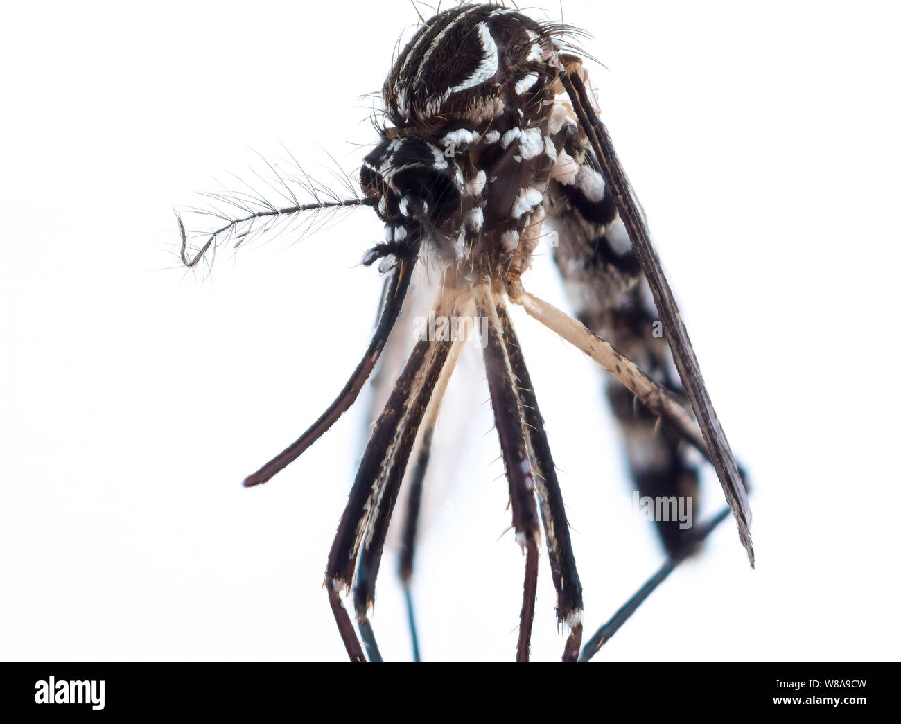 Macro extrême d'un moustique de la fièvre dengue sur fond blanc (Aedes aegypti), connu localement sous le nom de 'Mosquito da la dengue' et un vecteur de Zika, chikungunya, Banque D'Images