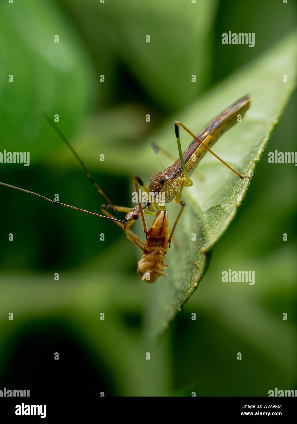 Bug de manger d'autres insectes de jardin comme la lutte contre les ravageurs, espèces Reduviidae Banque D'Images