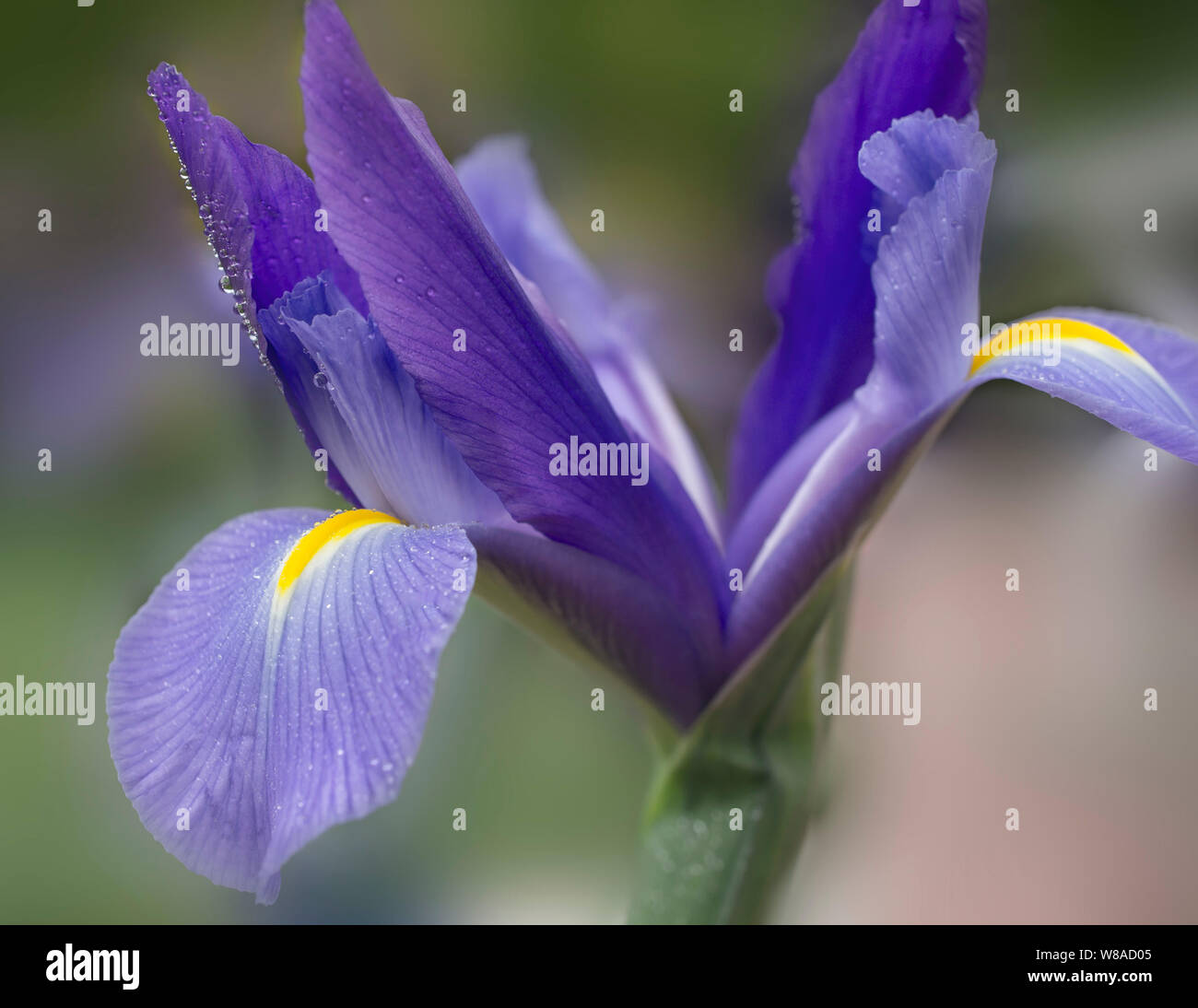 Fleur IRIS Banque D'Images