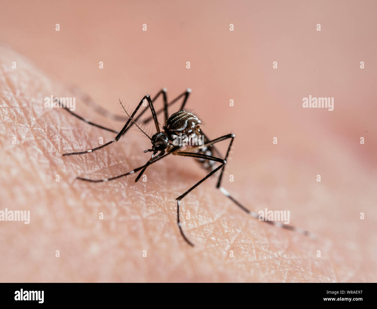 Macro d'une moustique de la fièvre jaune (Aedes aegypti) sucer le sang de la peau humaine Banque D'Images