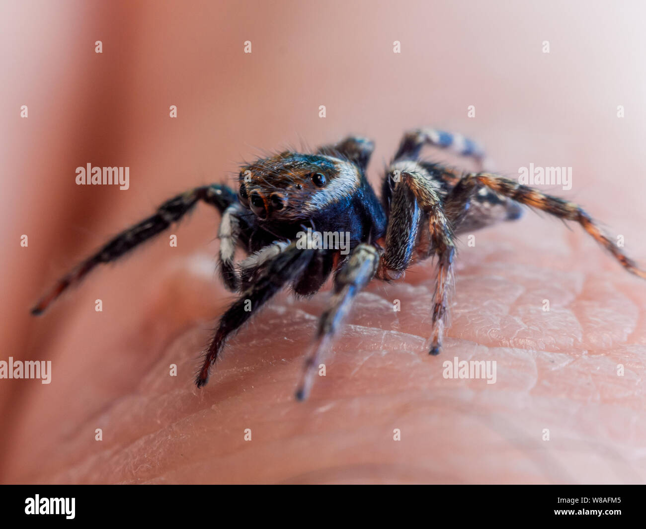 Macro d'une araignée sauteuse mignon Hasarius adamsoni sur main humaine Banque D'Images