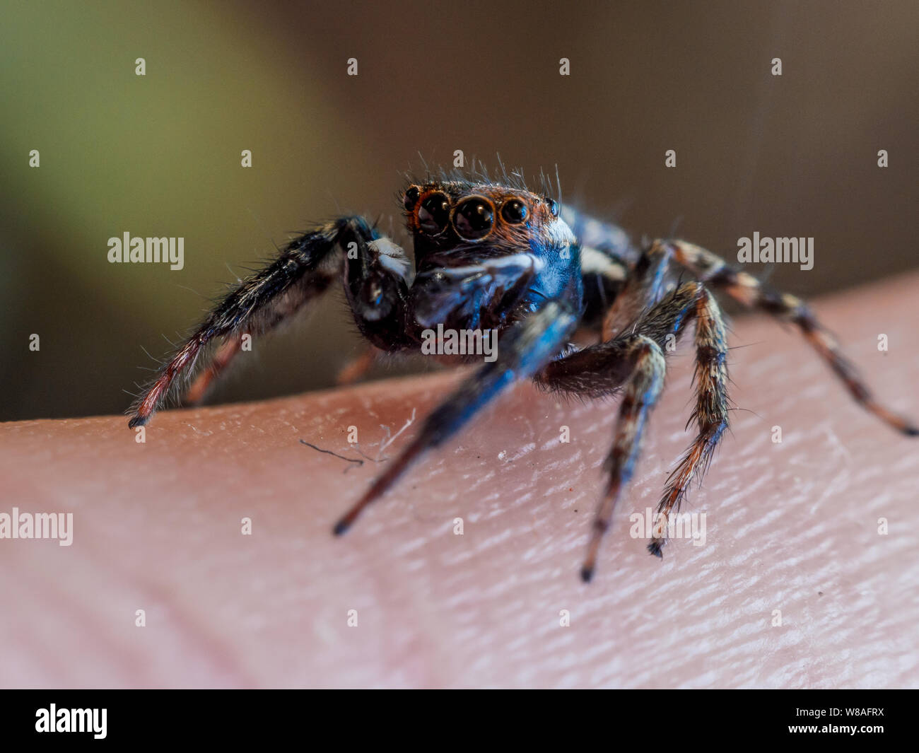 Macro d'une araignée sauteuse mignon Hasarius adamsoni sur main humaine Banque D'Images
