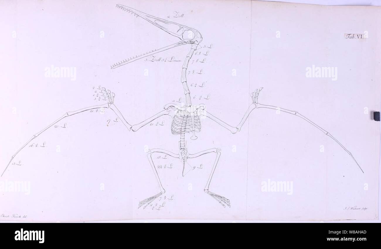 Denkschriften der Königlichen Akademie der Wissenschaften zu München Banque D'Images