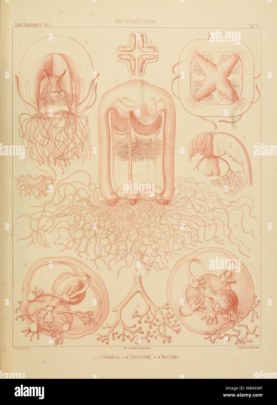 Medicinisch-Naturwissenschaftlichen Denkschriften der Gesellschaft zu Jena (Taf. V) (7371568794). Banque D'Images