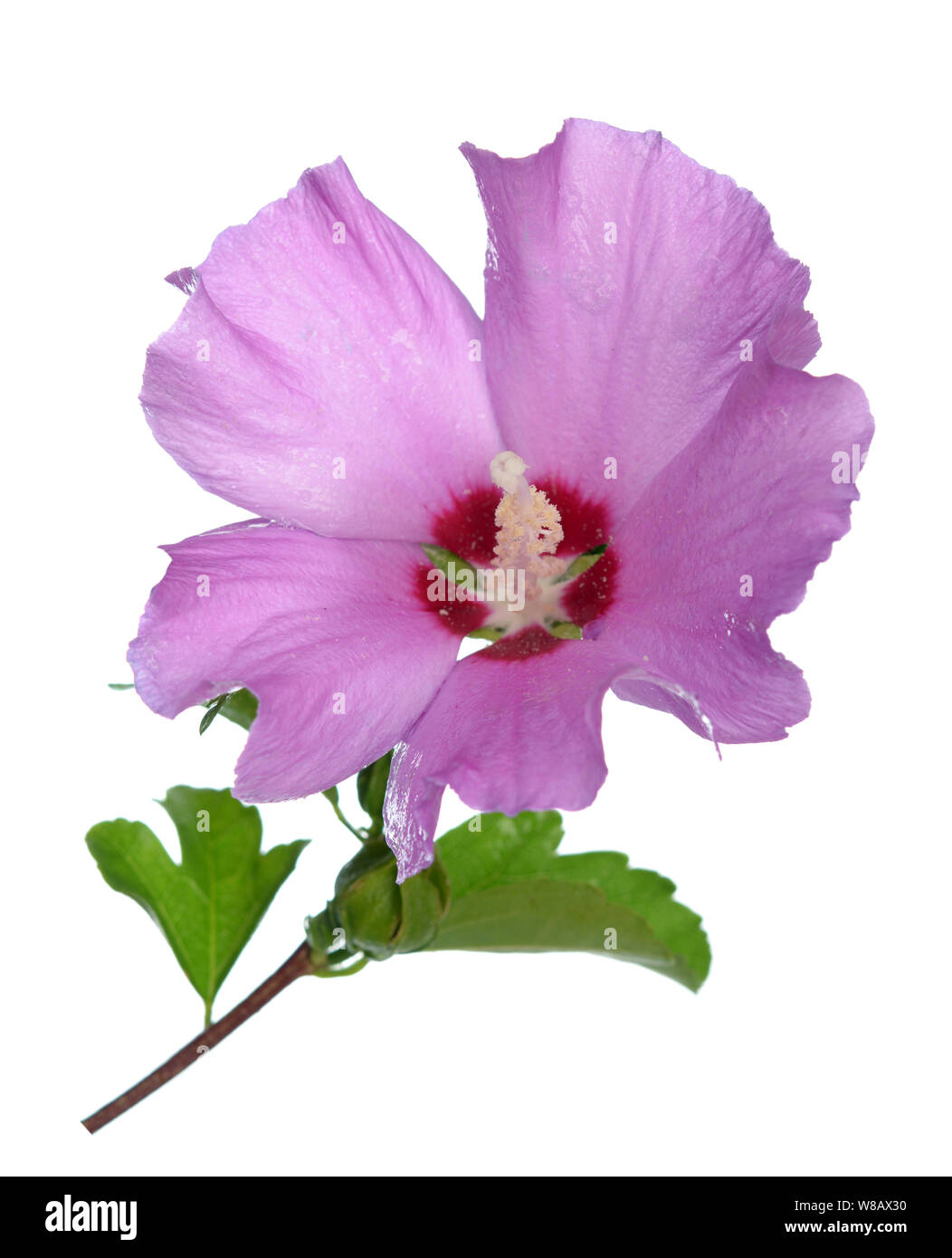 Fleur d'hibiscus, de la famille des Malvacées, Banque D'Images