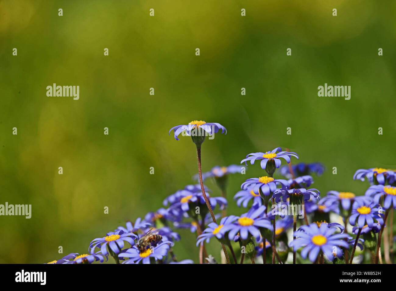 Abeille domestique Apis mellifera sur un bergeriana Felicia amelloides ou parfois appelé daisy kingfisher blue marguerite ou agatha famille des composées Banque D'Images
