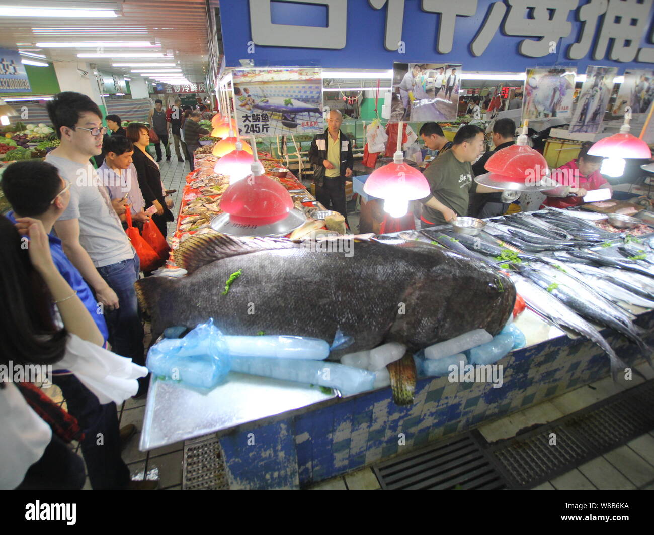 Les clients se tournent à l'un des deux poissons géants négociant en poissons chinois Shi Donglei acheté par les pêcheurs à un marché libre dans la ville de Qingdao, Chine, Moyen-Orient Shand Banque D'Images